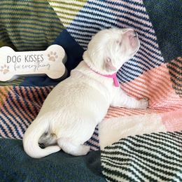 Golden Retriever puppies from Robinsnest Goldens
