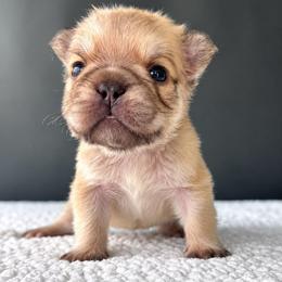 Rolo-A Little Roll of Sweetness - Fawn and white male French Bulldog puppy in Porter, Texas from Whatabulldog