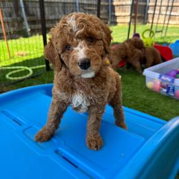Berry Pie - Red Collar - Red male Double Doodle puppy in Rowlett, Texas from Parrish Precious Ones Texas