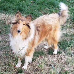Dream - Collie