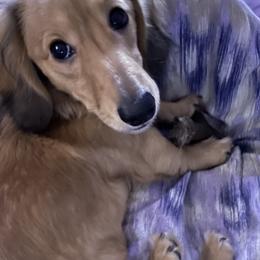 Miss Kiss - Dachshund