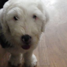 Old English Sheepdog Puppies from Gabriela Moreno's Old English Sheepdogs