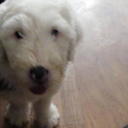 Old English Sheepdog Puppies from Gabriela Moreno's Old English Sheepdogs