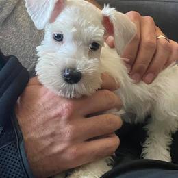 Miniature Schnauzer Puppies from Beyond Blessed Pawz