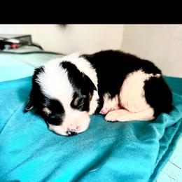 Starbucks - Black and white female American Corgi puppy in Bayard, Nebraska from Puppies by Alies