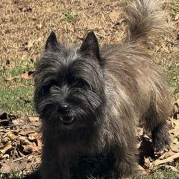 Gus - Cairn Terrier