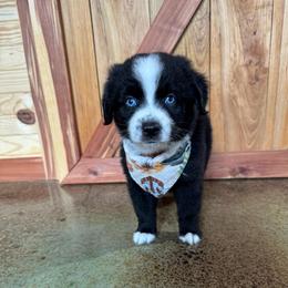 Arrow - Black & white male Australian Shepherd puppy in Newton, Mississippi from Bright Star Aussies