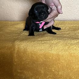 Pink - Brindle female Staffordshire Bull Terrier puppy in Lincoln, California from J Jax Staffords