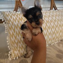 Autumn - female Yorkshire Terrier puppy in Dexter City, Ohio from Harriman's Yorkshire Terriers