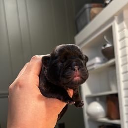 French Bulldog Puppies from The Midwest Frenchies