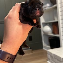 French Bulldog Puppies from The Midwest Frenchies