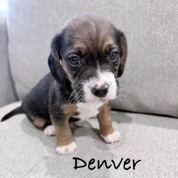 Pocket Beagle Denver - Black tan and white male Beagle puppy in Gentry, Arkansas from HC Puppy Ranch