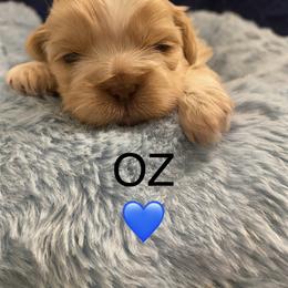 Oz - Cream and white male Shih Tzu puppy in Manahawkin, New Jersey from Lilly’s Seashore Shih Tzus