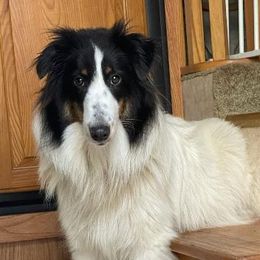 Sugar - Shetland Sheepdog