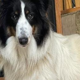 Sugar - Shetland Sheepdog