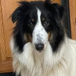 Sugar - Shetland Sheepdog