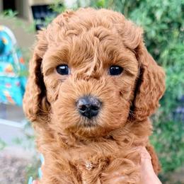 Tan - Red  male Goldendoodle puppy in Mesa, Arizona from Tails and Trails Doodles