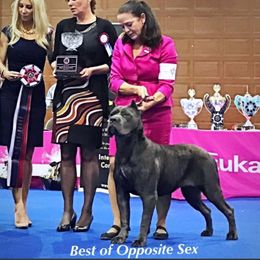Billie - Cane Corso