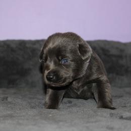 Bracelet - Black female Labrador Retriever puppy in Morrilton, Arkansas from Ancient Dogges Performance Dogs