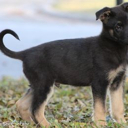 German Shepherd Puppies from Außer Gefahr German Shepherds