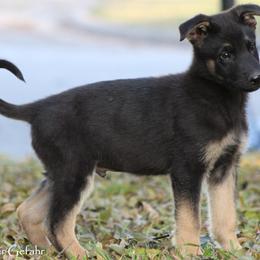 German Shepherd Puppies from Außer Gefahr German Shepherds