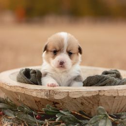 Blue Collar- Male - Blitzen - Red male Pembroke Welsh Corgi puppy in Waverly Hall, Georgia from 6g Ranch Corgis