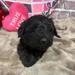 Delilah - Black female Miniature Schnauzer puppy in Lufkin, Texas from C&K’s Schnauzer House