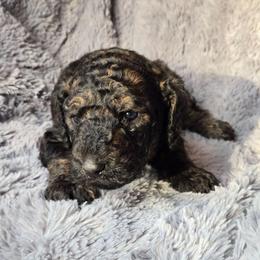 Sable boy - Sable male Poodle puppy in Bauxite, Arkansas from Mountain Ridge Poodles