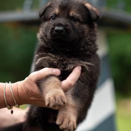Tony - Sable male German Shepherd puppy in Berwick, Maine from Vom Rindahaus Shepherds