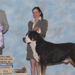 Greater Swiss Mountain Dogs from Park Place Swissys