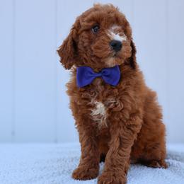 Cooper - Red  male Goldendoodle puppy in Apopka, Florida from Rae Precious Puppies