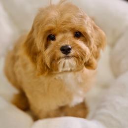 Maroon - Red male Cavapoo puppy in Queen Creek, Arizona from Dulcito Doodles