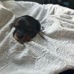 Boudreaux - Tri-color male Cavapoo puppy in Picayune, Mississippi from JEN's Poodles