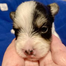Maltipoo, Morkie, and Yorkipoo Puppies from Danza Bolo