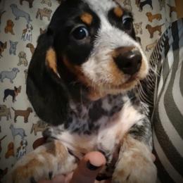 Dachshund and Poodle Puppies from Norman's Mini doxies