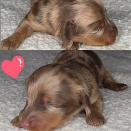 The White Rabbit - Alice in Wonderland Theme Litter. - Dapple female Dachshund puppy in Woodland, Washington from SJs Dachshunds