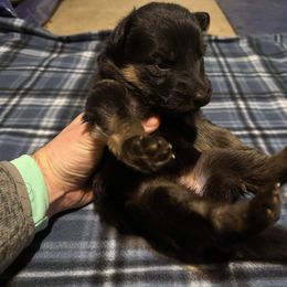 German Shepherd All Grown Up from Von Freimeier Kennels