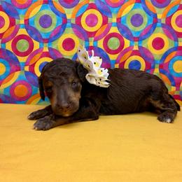Yellow Collar - Brown female Poodle puppy in Houma, Louisiana from Smart Azz Poodles