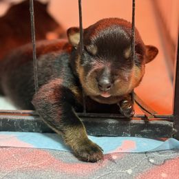 Puppy 3 - Black and mahogany male Rottweiler puppy in Arizona from TRK Rottweilers
