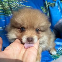 Zeus(Blue Green Eyes) - Orange male Pomeranian puppy in Saint Louis, Missouri from Velvet Crown Kennels 👑