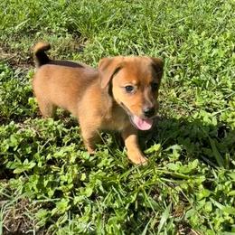 Johnny - Red male American Hunt Terrier puppy in Clearwater, Florida from Paradise Bay Hunt Terriers