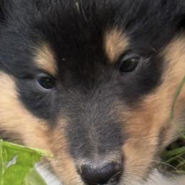 Collie Puppies from Hedge Haven Farm