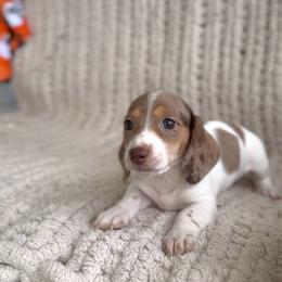 Chocolate And Tan Dapple Piebald - Dapple female Dachshund puppy in Blackstone, Virginia from Dainty Dachshunds