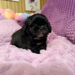 Blitzen- Born Christmas Day - Black and white male Shihpoo puppy in Whitehall 18052, Pennsylvania from Lilli’s Shih tzus and Shih poos