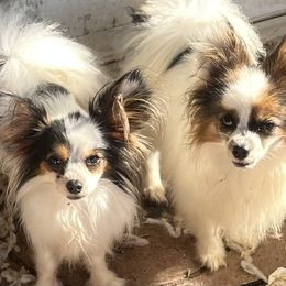 Donald - Papillon