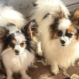 Donald - Papillon