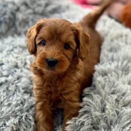 Rosita - Red female Australian Labradoodle puppy in Londonderry, New Hampshire from Granite State Labradoodles