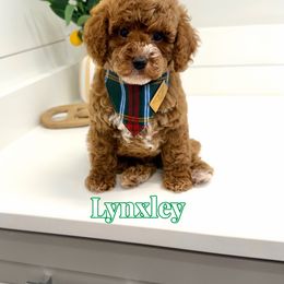 Lynxley - Red male Cavapoo puppy in Buford, Georgia from Petite Posh Puppies
