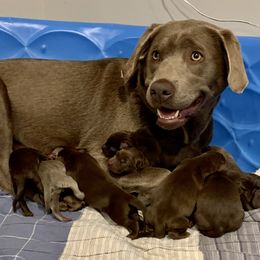 Dilute Retriever Puppies from Summer Lovin’ Labradors of Southern