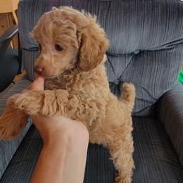 Dylan - Red  male Poodle puppy in Montrose, Pennsylvania from Tales Of Joy